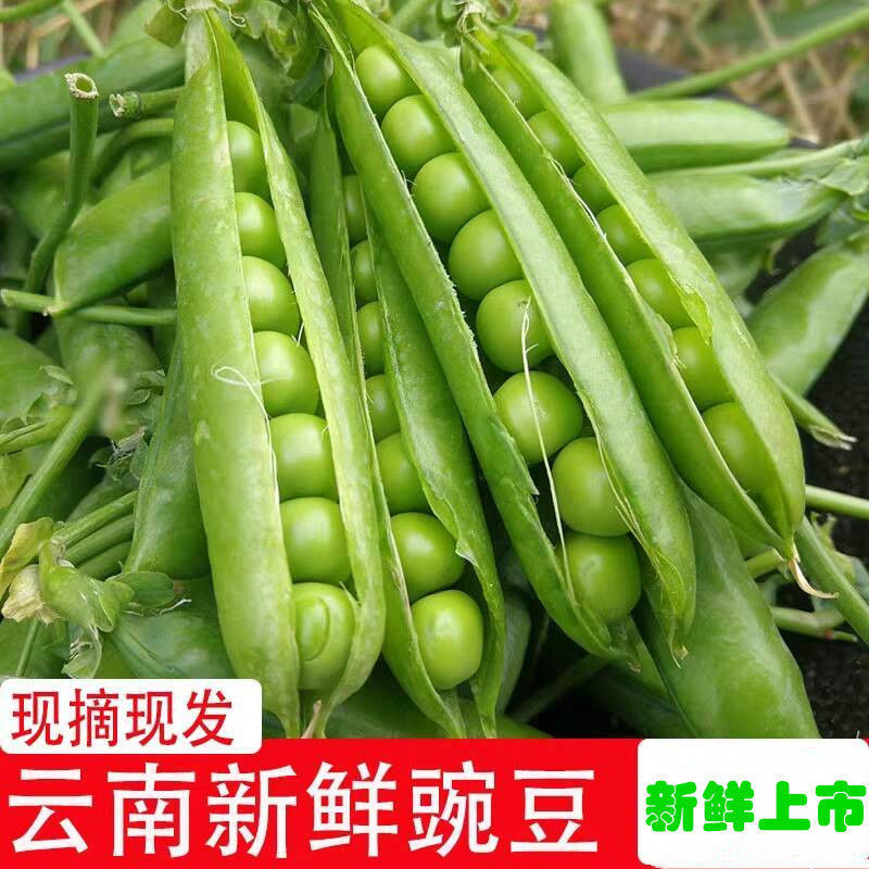 green soya beans Yunnan fresh Farm Fruit bowl Blue Beans