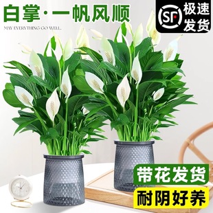 ���Ǝ���һ���L������̨ˮ��ֲ���k���҃ȼt�ƻ��������׻�Gֲ