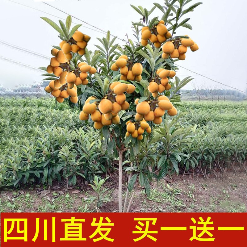 Candy Loquat Seedlings Planting Loquat Seedlings in South and North China Seedless Extra Large Fruit Seedlings Big Five Star Loquat Fruit Seedlings Candy Loquat Seedlings Planting Loquat Seedlings in South and North China Seedless Extra Large Fruit Seedlings Big Five Star Loquat Fruit Seedlings