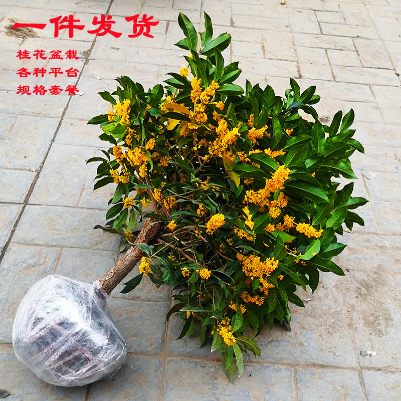 Osmanthus Saplings Potted Golden Osmanthus Strong-Scented Florals Indoor and Outdoor Courtyard Balcony Ground Planting Moon-To-Month Blooming Green Plants