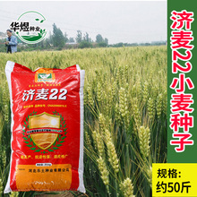 求购小麦种子 求购小麦种子品牌 图片 价格 求购小麦种子批发 阿里巴巴