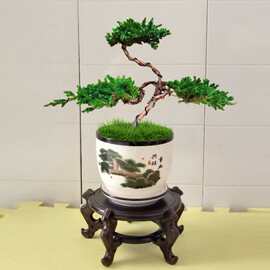 小型迎客松盆景真树松柏盆景真树地柏盆景松柏盆景办公室造型