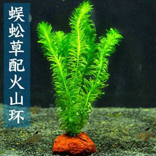 ����ˮ��ֲ���~���쾰���ú��~���B����ˮ�|�Gֲ�����B�~�񹝲�