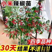 小米辣椒苗秧苗朝天椒四季盆栽螺丝薄皮青椒种籽树苗春蔬菜苗大全