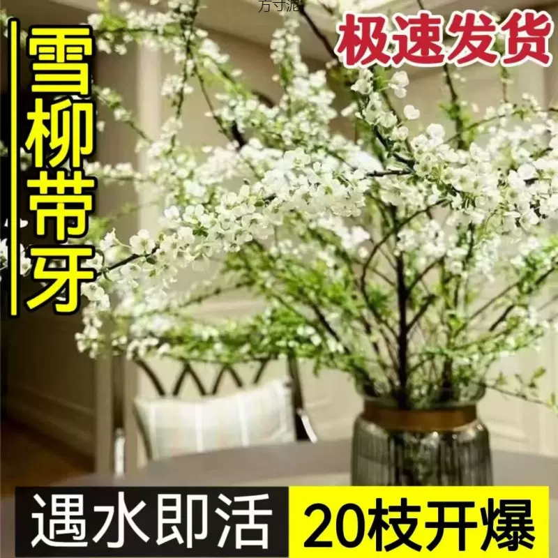 网红款鲜枝雪柳泡水开花水培冬季耐寒花卉干枝遇水家居室内绿植厂