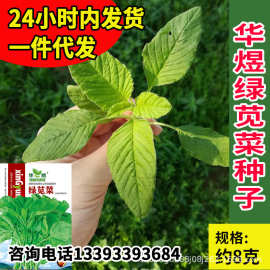 华煜绿苋菜种子厂家批发白苋菜野菜种籽菜园庭院盆栽蔬菜种孑