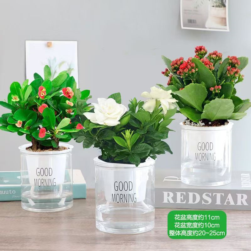 栀子花早安懒人盆栽绿植花卉茉莉花绿萝九里香发财树吊兰室内四季