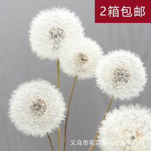 Dandelion Eternal Flower Preserved Flower Drops Collum Dried Flower Material Bag diy Decorative Flower Box Glass Cover Handmade