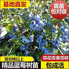 �������������{ݮ�������L25����ͺ��ϱ����Nֲ�̨ͥԺ������