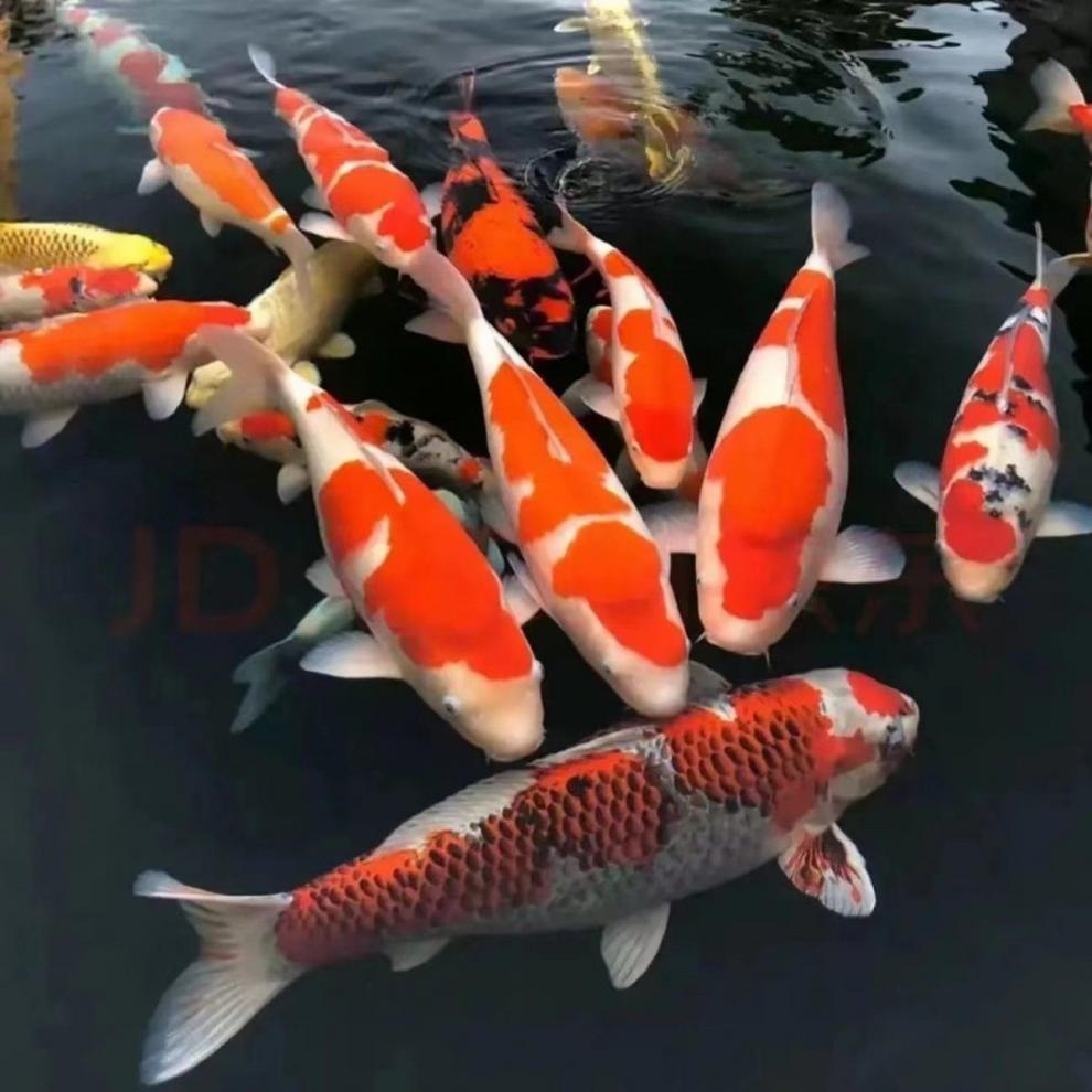 9ea3d9f5-0af7-4e78-8d6e-7cc39ea3095e.jpe