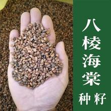 八棱海棠种子八棱海棠树种子海棠花种子海棠籽嫁接苹果砧林木种子