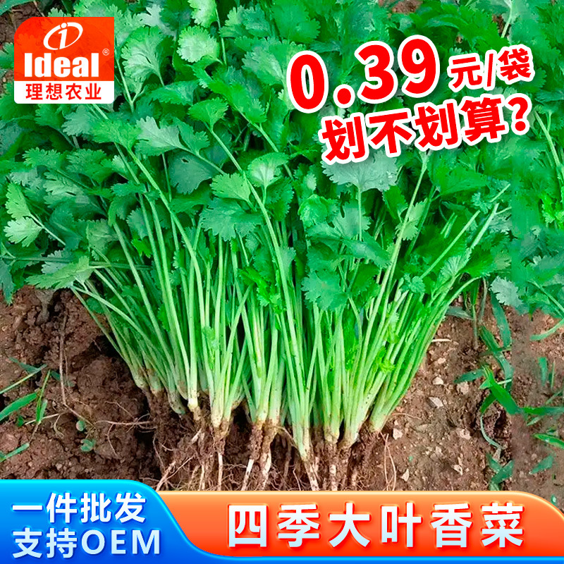 四季香菜种子大叶香菜种籽阳台室内花卉盆栽春季庭院芫荽蔬菜种籽