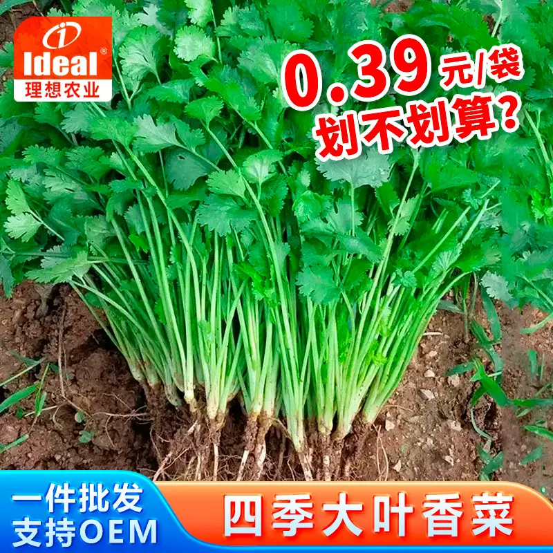 四季香菜种子大叶香菜种籽阳台室内花卉盆栽春季庭院芫荽蔬菜种籽