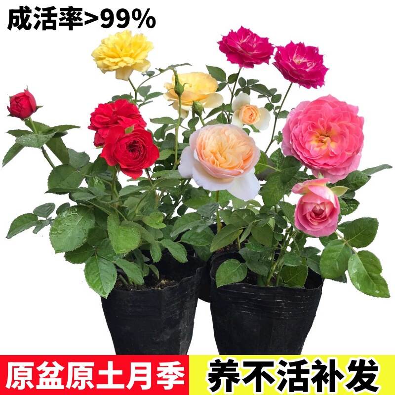 Rose Flower Seedlings Bloom in All Seasons, Extra Large Flower Potted Green Plants, Four-Season Rose Juice, Balcony Shrubs, Roses Rose Flower Seedlings Bloom in All Seasons, Extra Large Flower Potted Green Plants, Four-Season Rose Juice, Balcony Shrubs, Roses