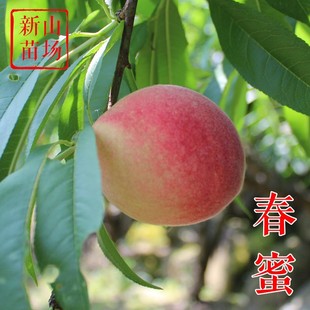 ���������硿5�µ�Ӳ��������Ҿp��t���紺�����t�������Ә���