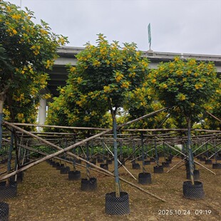 �S��������@�ֹ��̾G����ľͥԺ�Nֲ�е���ֲ��Q����С�~�S��