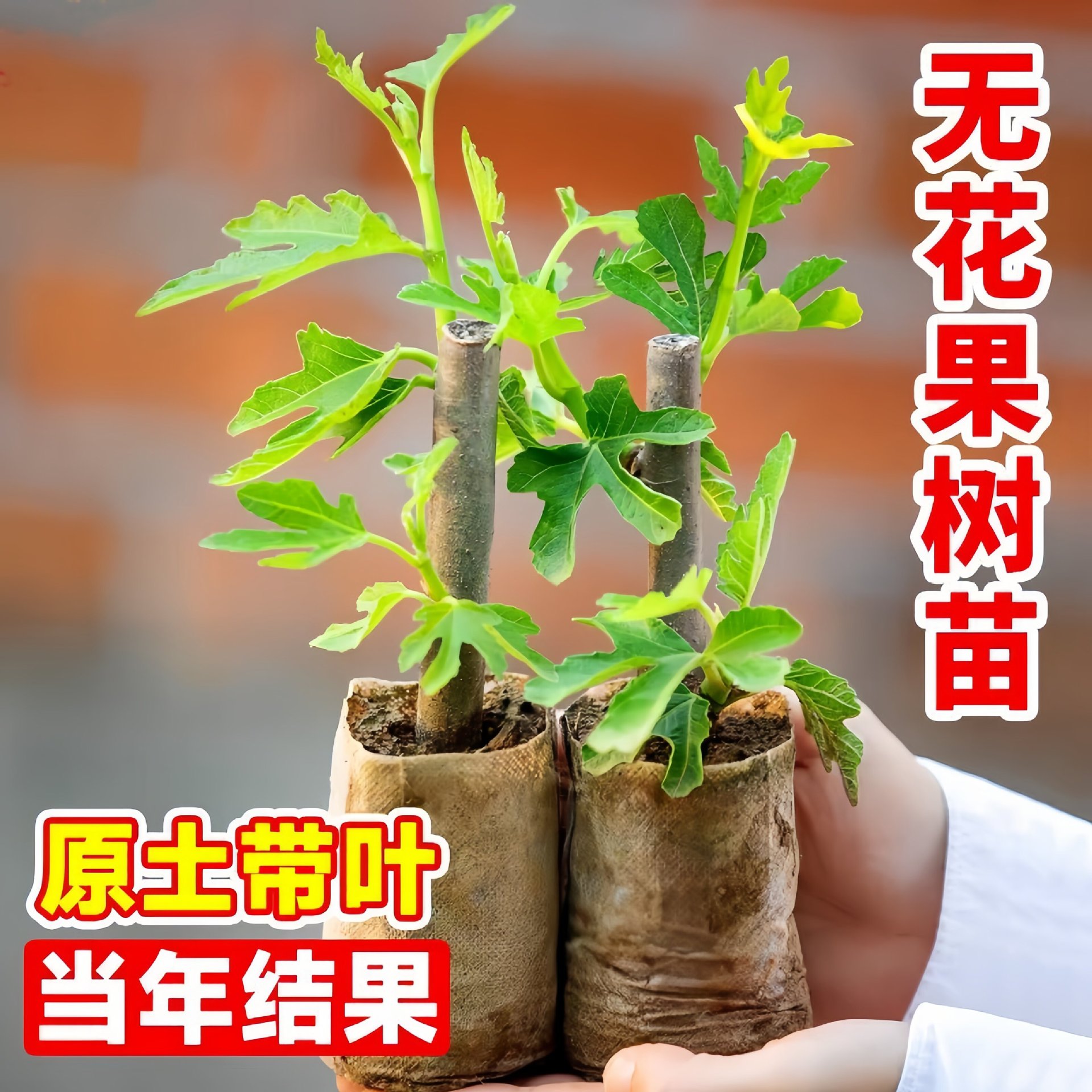 无花果树苗波姬红盆栽地栽南北方种植矮化无花果苗果树苗当年结果