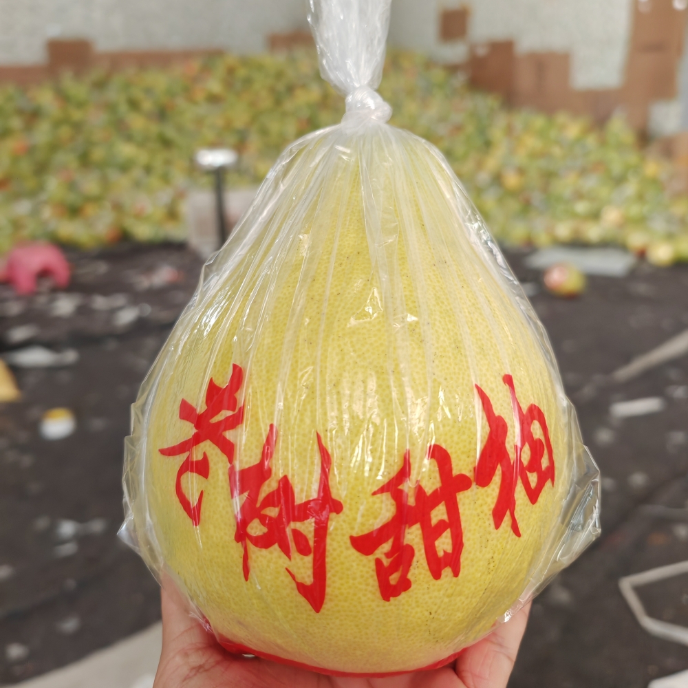 [No contiene pomelo] Embalaje tres carne roja pomelo Majia pomelo fresco azúcar cristalino Shatian pomelo Meizhou Golden Pomelo bolsa de regalo