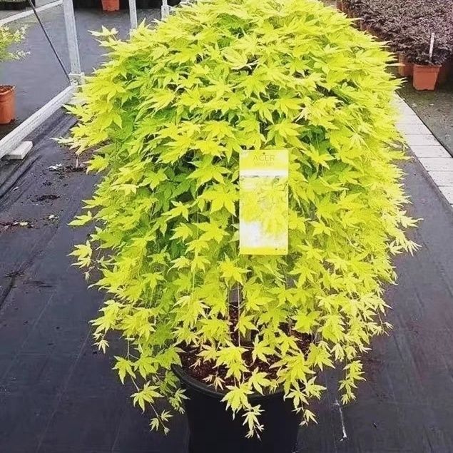 黄金流泉日本枫树流泉红枫日本红枫树黄金流泉苗盆景盆栽花园植物