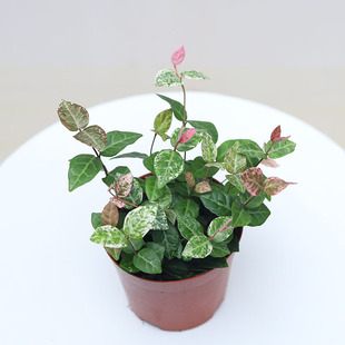 ��A90)���~�jʯ�������lС���Ի����҃ȾGɫ�辰�k��������