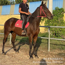 山庄用个人骑乘马白色纯血马 汗血马 国产阿拉伯马种马幼马