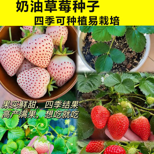 ��ݮ�N�����Ԏ������������ļ���������t�ѩѨ�P��Nֲ