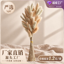 染色兔尾草彩色干花兔尾草花束家居软装婚庆手工插花装饰花材批发