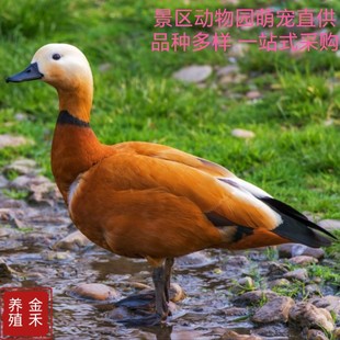 ���� �������һ�����۾W�t�Ȍ�������һ�������X�����uС�S��