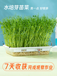 水培芽苗菜种植盆无土栽培豆芽育苗盘豌豆苗种子儿童水培观察盒