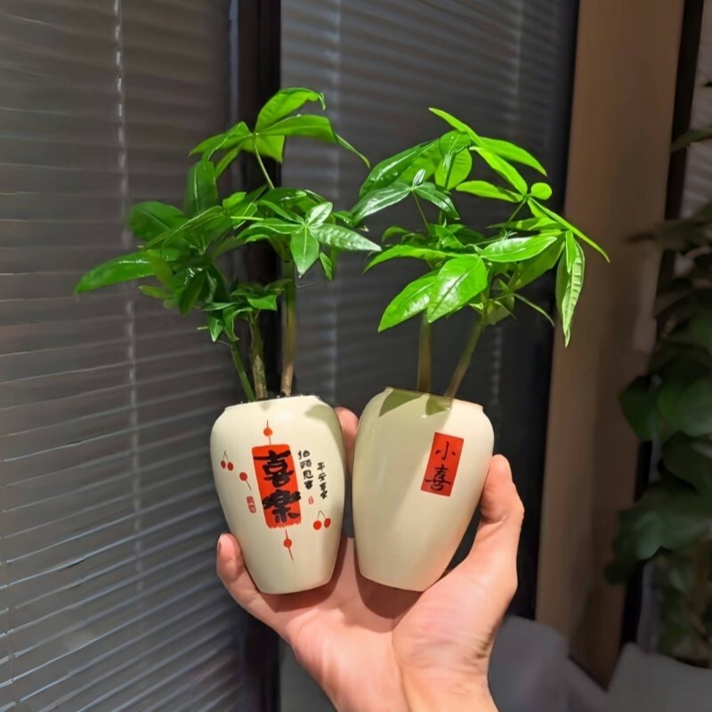 Money Tree Indoor Desktop Green Plant, Office Potted Plant, Evergreen All Year Round, Small Cream-Colored Plant, Easy to Maintain, Removes Formaldehyde
