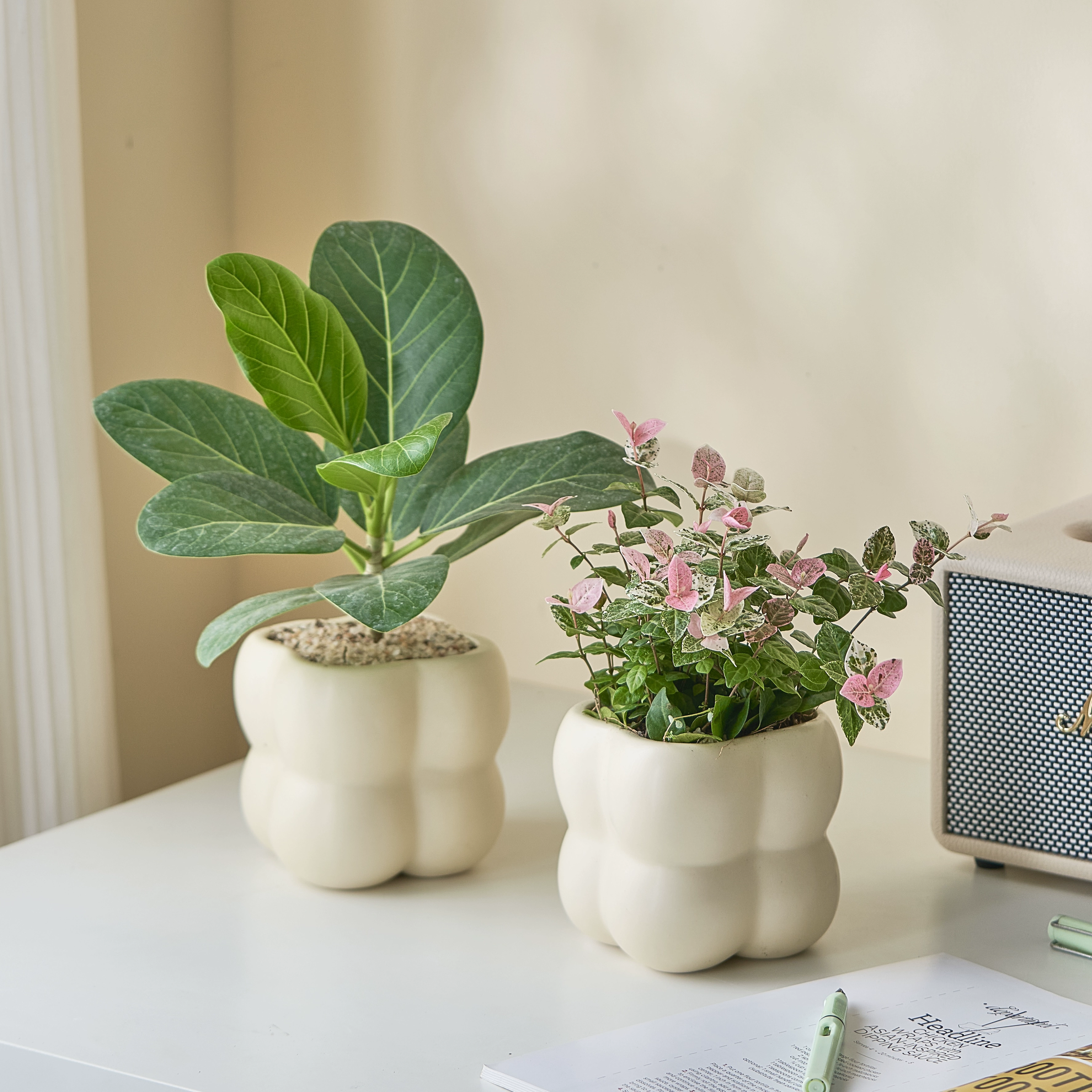 Скандинавский стиль, новый дом, комнатные зеленые растения, настольные маленькие горшечные растения, богатый бамбук Podocarpus, четырехсезонные вечнозеленые офисные растения