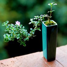 六月雪盆景微型盆景办公室内桌面盆金边红花六月雪悬崖小盆景姗婷