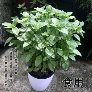 �����ԾŌ������ʳ���_���~��ʳ����ֲ���ļ��Gֲ���B���l