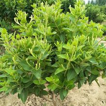 耐寒金银花树苗盆栽室内浓香花卉阳台庭院老桩四季开花爬藤绿植物