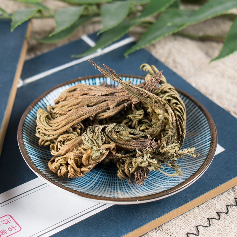 Dried Selaginella Whole Herb Juan Bai Cuan 500g Traditional TCM Botanical key features