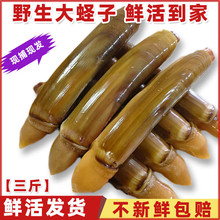 ʮ��𒵤�|���r�����|���|�����|��Ұ��ָ�|�p�^�|���|�ӵ����|