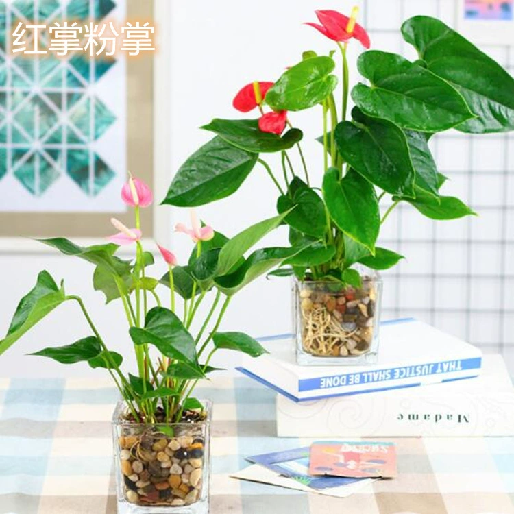 Антуриум Панум цветок зеленое растение в горшке Крытая гостиная Рабочий стол очистка воздуха Четыре сезона цветение с доставкой цветов