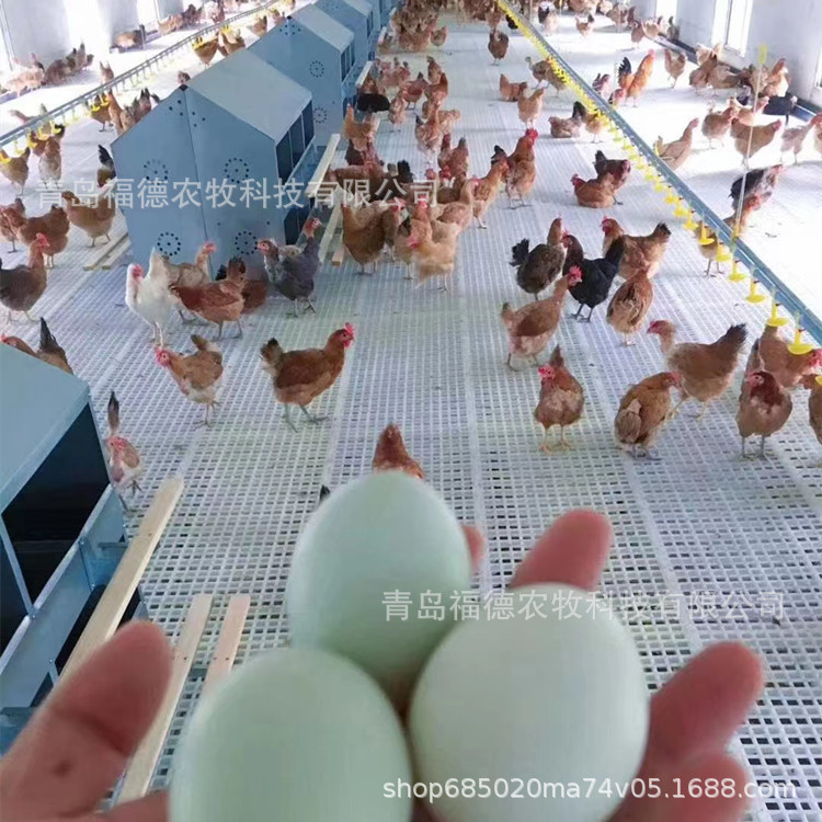 散养蛋鸡用蛋箱 福利养鸡用产蛋箱 12穴24穴鸡用产蛋箱图片