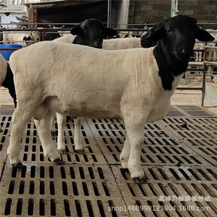 ɽ�|�Ų��d���Bֳ������ �s���Ų��d��� ����ĸ�����һֻ