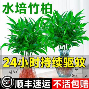 ������ˮ��ֲ���҃Ⱥ��B��Gֲ�͏d�������ˮ�B��������ˮ����