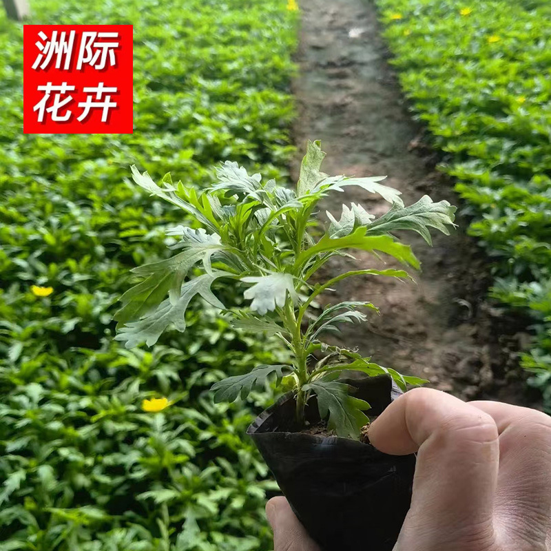 黄金菊盆栽 绿化工程木春菊杯苗 庭院多年生耐寒耐热茼蒿菊花海