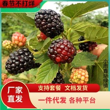 һ�����l���Ԙ�ݮ�N�ӷN�縲���Ӵ��ݘ����{ݮ��t��÷�����ݘ���