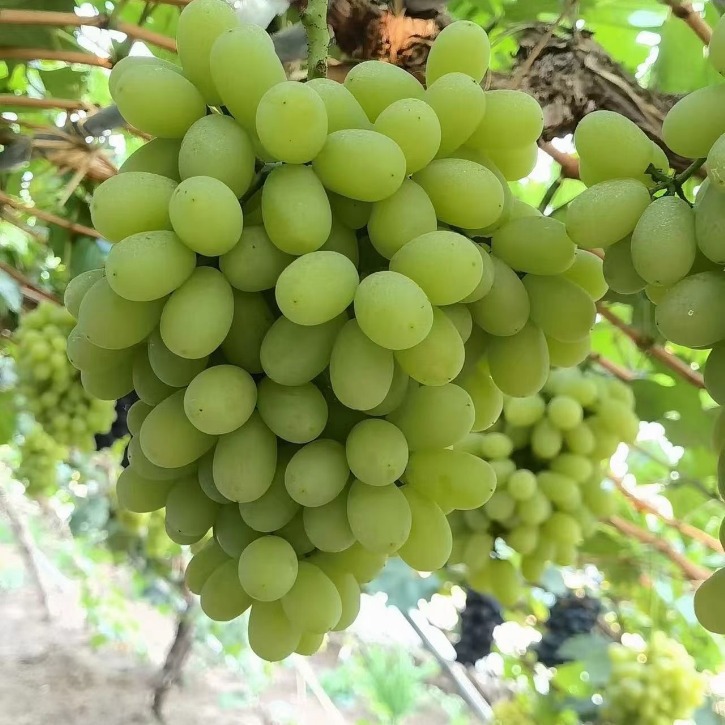 2024-08-04 20:26:07.jpg