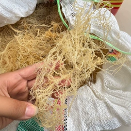 水产干货类;鱼胶/花胶;海参