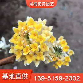 结香花树价格 最新结香花树价格 批发报价 价格大全 阿里巴巴