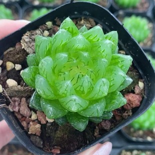Sakura Crystal Mutant Jade Dew Japanese Green Plant Potted Landscape Succulent Plant Greenhouse Wholesale Agave Cactus Ten