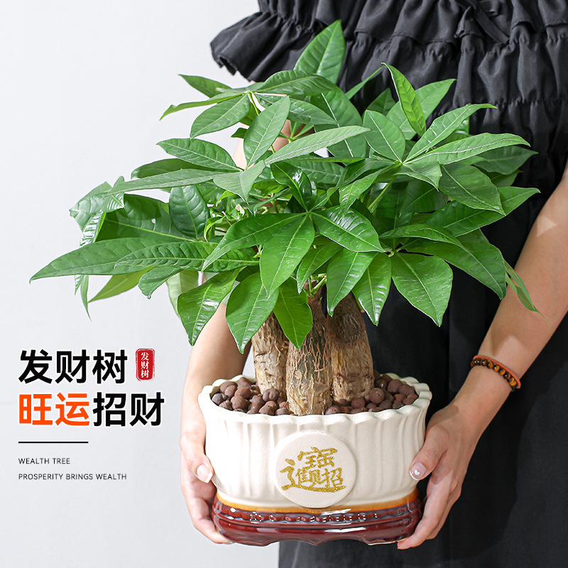 Money Tree Potted Indoor Plant to Attract Wealth, Living Room, Office Desktop Green Plant, Easy to Maintain in All Seasons, Opening Gift Batch