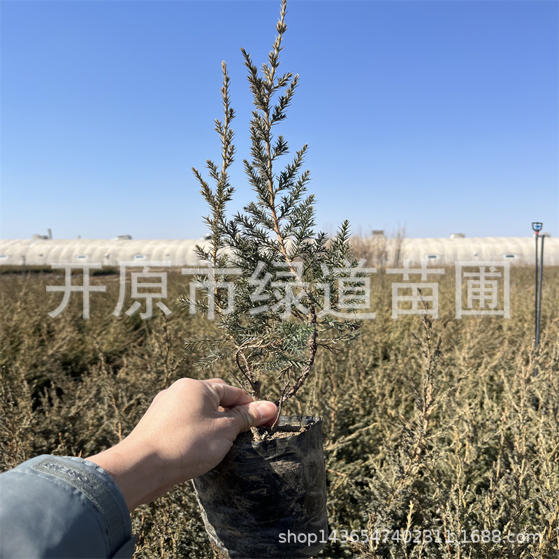 基地批发丹东桧柏杯苗常绿绿篱桧柏树苗造园柏树球造型树