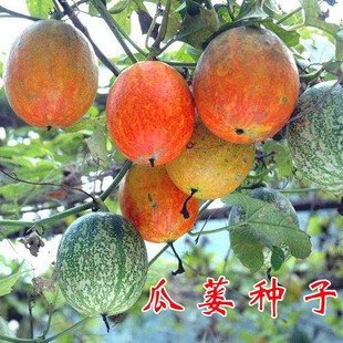 �����ӹ��V�N���컨����ǵ�������̵���V�N�ѸɃ��o�s�|�����·N