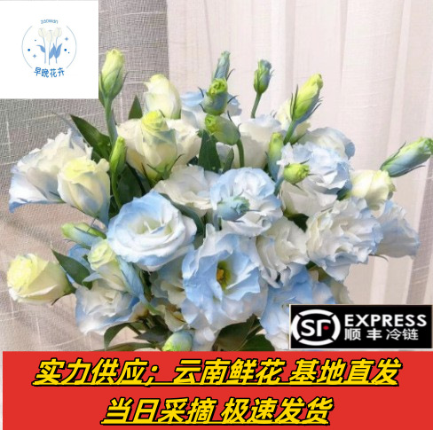 洋桔梗鲜花批发云南昆明鲜花直批花店婚庆用花摆地摊鲜花团购货源
